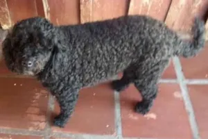 Cachorro raça Poodle idade 5 anos nome Negão