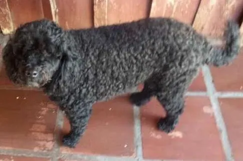 Cachorro ra a Poodle idade 5 anos nome Negão