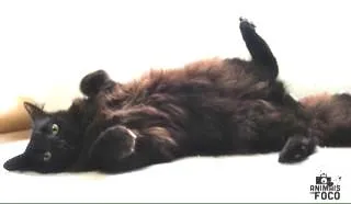 Gato ra a SRD idade 2 anos nome Agnes