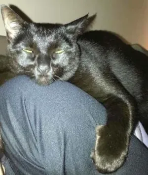 Gato raça SRD idade 6 ou mais anos nome Cleo