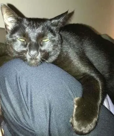 Gato ra a SRD idade 6 ou mais anos nome Cleo