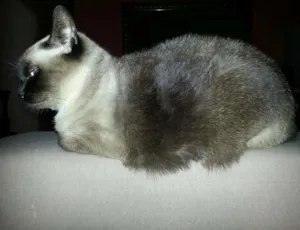 Gato raça Siamês idade 6 ou mais anos nome Scully