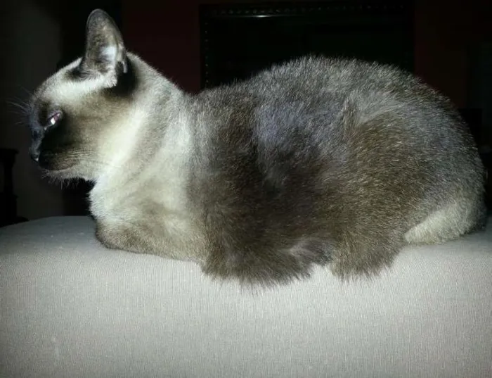 Gato ra a Siamês idade 6 ou mais anos nome Scully