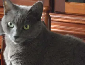 Gato raça SRD idade 6 ou mais anos nome VIDA