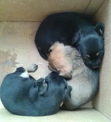 Cachorro raça Sem raça definida idade Abaixo de 2 meses nome Ártemis, Diana e Apolo