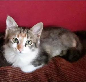 Gato raça SRD idade 2 a 6 meses nome Sury