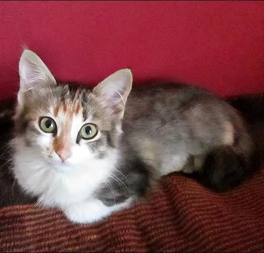 Gato ra a SRD idade 2 a 6 meses nome Sury