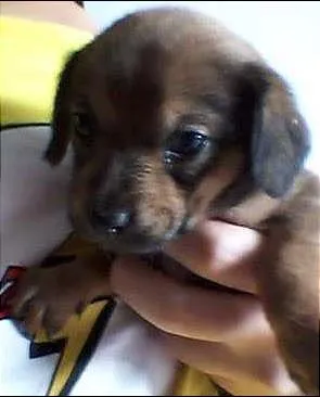 Cachorro raça Sem raça definida idade Abaixo de 2 meses nome Ártemis, Diana e Apolo