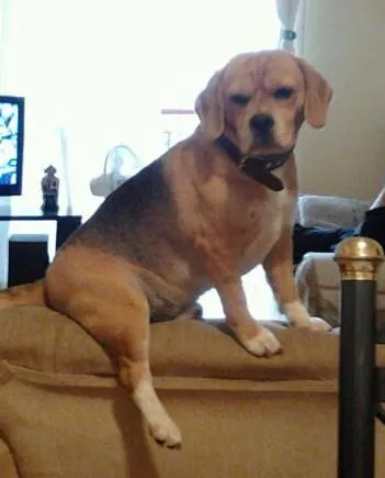 Cachorro ra a Beagle idade 2 anos nome Skol