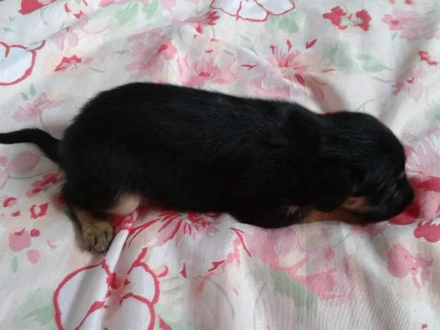 Cachorro raça Sem raça definida idade Abaixo de 2 meses nome Ártemis, Diana e Apolo