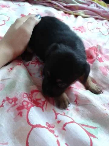 Cachorro raça Sem raça definida idade Abaixo de 2 meses nome Ártemis, Diana e Apolo