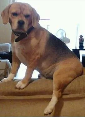Cachorro raça Beagle idade 2 anos nome Skol