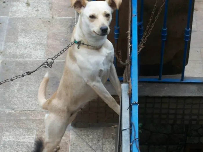 Cachorro ra a vira lata  idade 2 anos nome Natasha