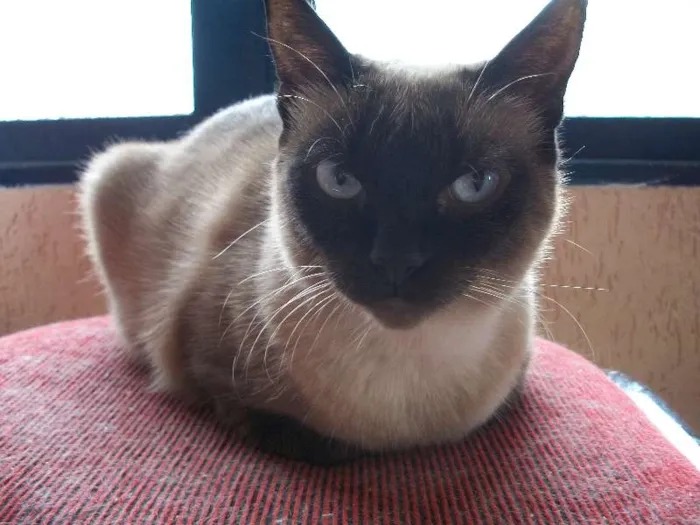 Gato ra a Siamês idade 3 anos nome Madonna