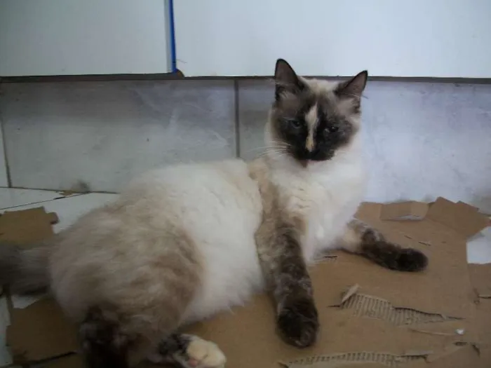 Gato ra a vira lata  idade 1 ano nome Pitty