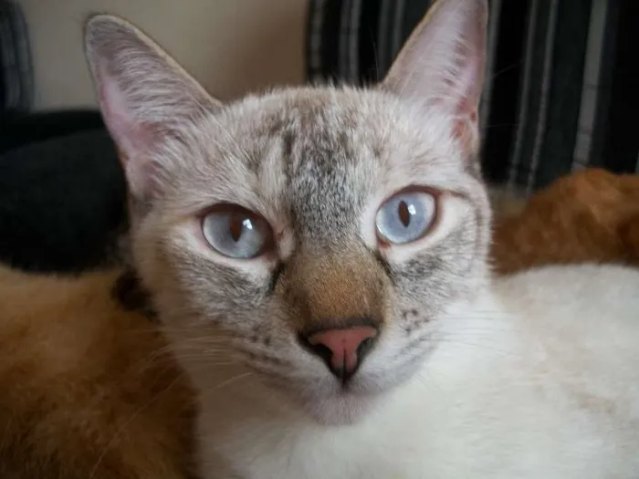 Gato ra a SRD idade 7 a 11 meses nome Orion
