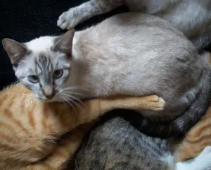 Gato raça SRD idade 7 a 11 meses nome Orion