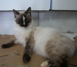 Gato raça vira lata  idade 1 ano nome Pitty
