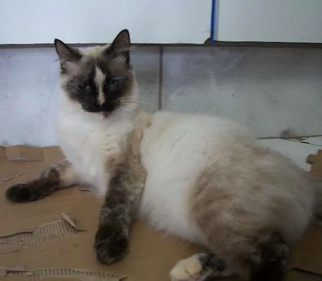 Gato ra a vira lata  idade 1 ano nome Pitty