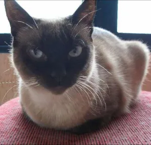 Gato raça Siamês idade 3 anos nome Madonna