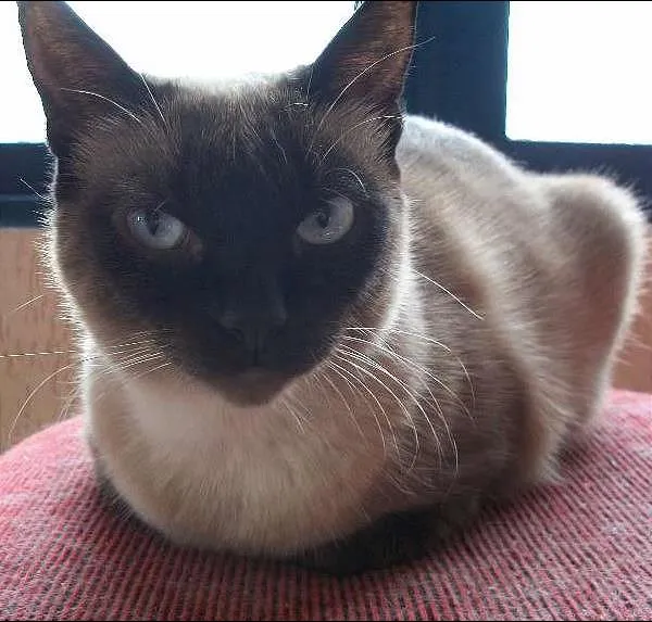 Gato ra a Siamês idade 3 anos nome Madonna