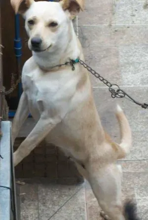 Cachorro raça vira lata  idade 2 anos nome Natasha