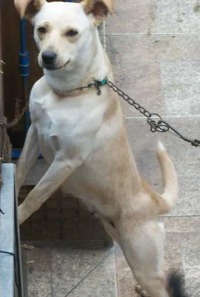 Cachorro ra a vira lata  idade 2 anos nome Natasha