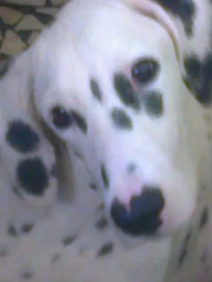 Cachorro raça Dálmata idade 1 ano nome Vitoria