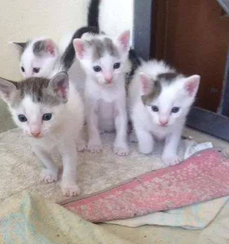 Gato ra a  idade 1 ano nome Binha (mãe) e 5 fil