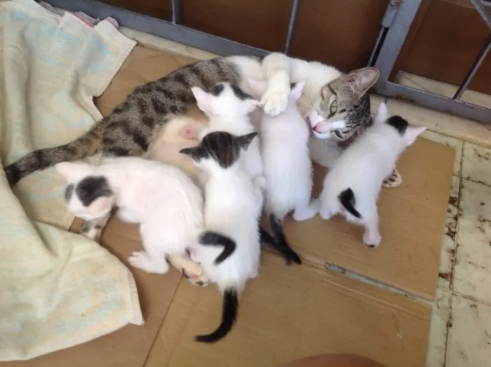 Gato ra a  idade 1 ano nome Binha (mãe) e 5 fil