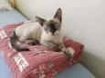 Fininho GRATIFICA