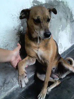 Cachorro ra a srd idade 3 anos nome sem nome