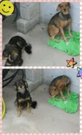 Babi e lili