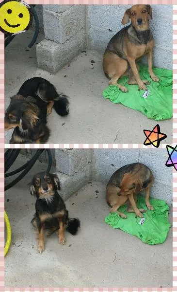 Cachorro ra a indefinida idade 1 ano nome Babi e lili