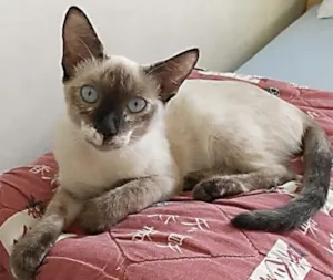 Gato raça Siamês mestiço idade 7 a 11 meses nome Fininho GRATIFICA