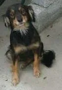 Cachorro ra a indefinida idade 1 ano nome Babi e lili
