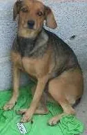 Cachorro ra a indefinida idade 1 ano nome Babi e lili