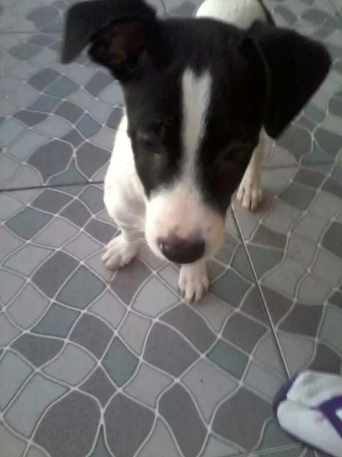 Cachorro ra a SRD idade 2 a 6 meses nome Branquinho