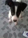Branquinho