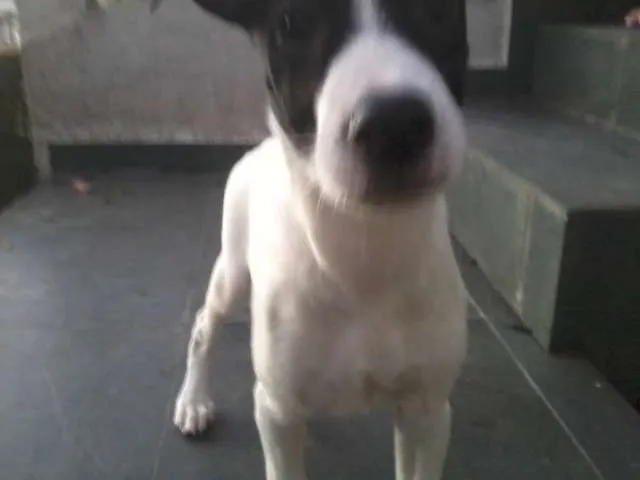 Cachorro ra a SRD idade 2 a 6 meses nome Branquinho