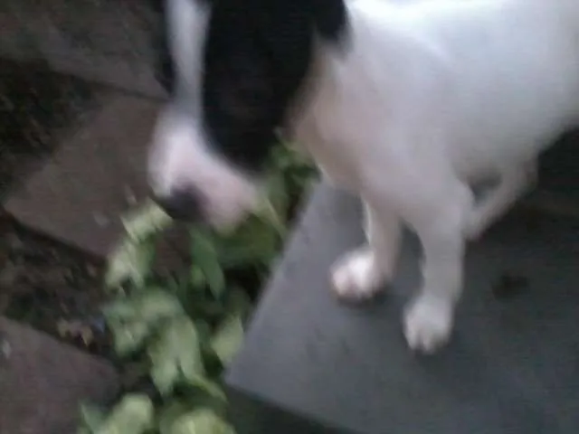 Cachorro ra a SRD idade 2 a 6 meses nome Branquinho