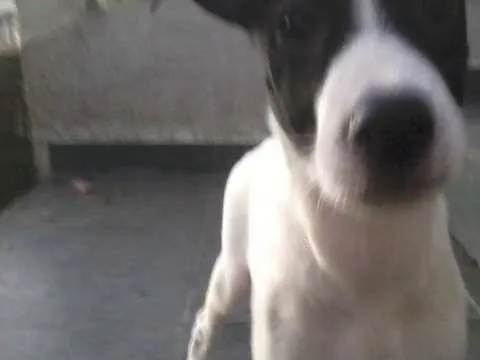 Cachorro ra a SRD idade 2 a 6 meses nome Branquinho