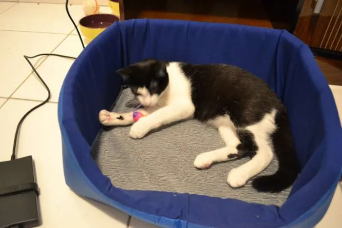 Gato ra a - idade 2 anos nome Perseu