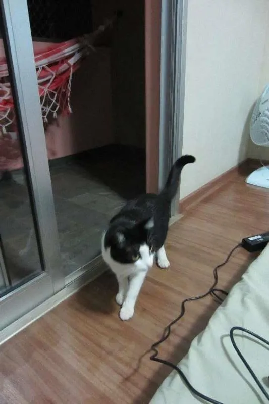 Gato ra a - idade 2 anos nome Perseu