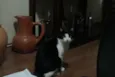 Perseu