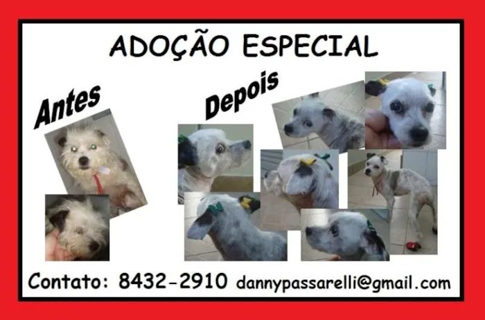 Cachorro raça RND idade 6 ou mais anos nome Florzinha