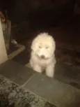 Rex