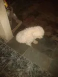 Rex