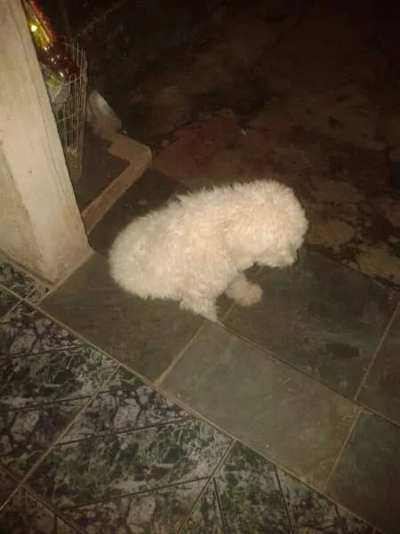 Cachorro raça Não Definido idade 1 ano nome Rex