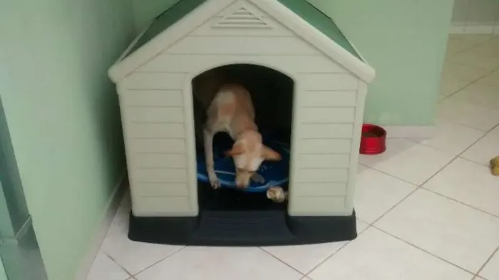 Cachorro raça Akita com vira lata idade 7 a 11 meses nome Leona